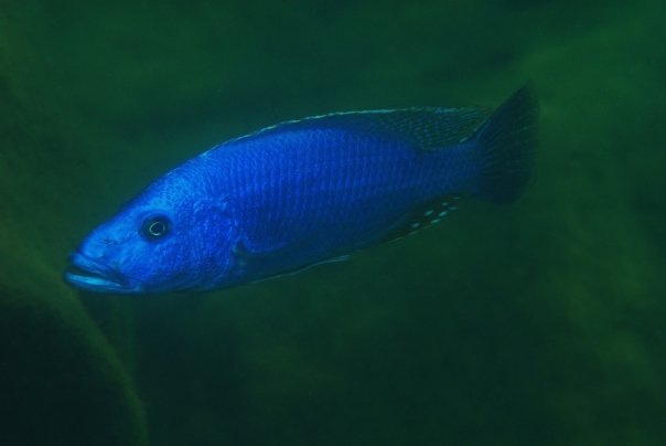 Tyrannochromis nigriventer 'Maleri Island'